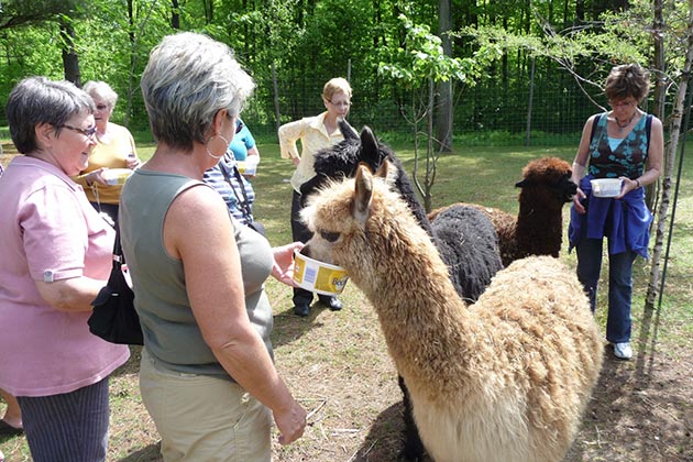 Visite d'un élevage d'alpagas.