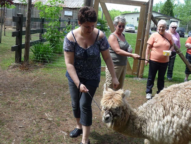 Visite d'un élevage d'alpagas.