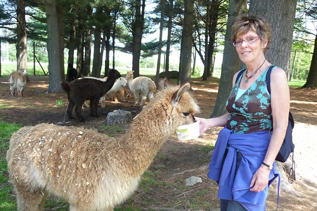 Visite d'un élevage d'alpagas.