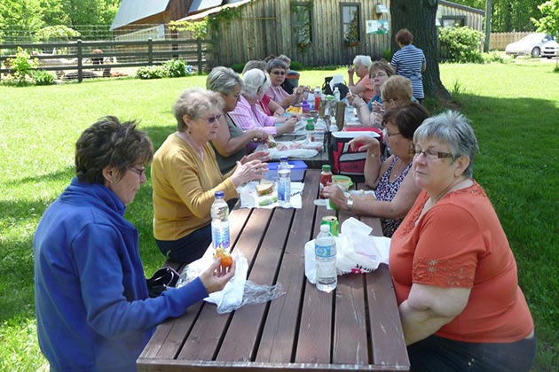 Visite d'un élevage d'alpagas.